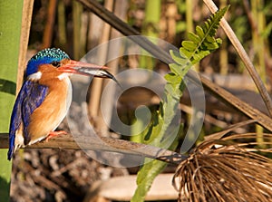 Malachite Kingfisher