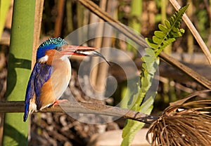 Malachite Kingfisher