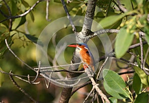 Malachite Kingfisher
