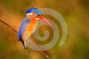 Malachite Kingfisher, Alcedo cristata, detail of exotic African bird sitting on the branch in green nature habitat, Botswana