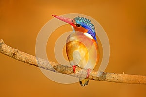 Malachite Kingfisher, Alcedo cristata, detail of exotic African bird sitting on the branch in green nature habitat, Botswana, Afri