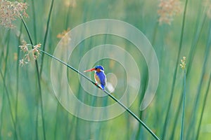 Malachite Kingfisher, Alcedo cristata, detail of exotic African bird sitting on the branch in green nature habitat, Botswana, Afri