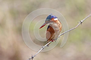 Malachite Kingfisher