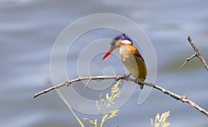 Malachite kingfisher (Corythornis cristatus)