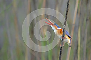 Malachite kingfisher (Corythornis cristatus) eating a dragonfly in the Chobe River