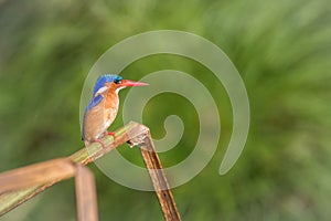 The Malachite Kingfisher, Corythornis cristatus is sitting and posing on the reed, amazing picturesque green background, in the