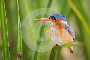 The Malachite Kingfisher, Corythornis cristatus is sitting and posing on the reed, amazing picturesque green background, in the