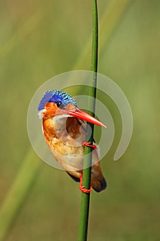 The malachite kingfisher Corythornis cristatus sitting on the reed. Kingfisher with green background and drops of water on the