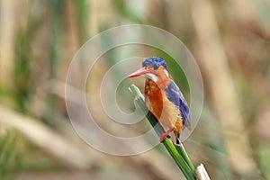 The malachite kingfisher Corythornis cristatus sitting on the reed. Kingfisher with green background and drops of water on the