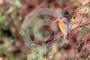 The malachite kingfisher Corythornis cristatus sitting on the reed. Kingfisher with green background. Kingfisher sitting on the