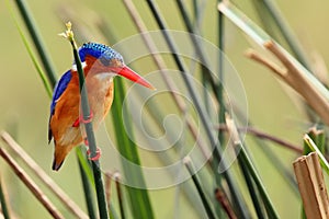 The malachite kingfisher Corythornis cristatus sitting on the reed. Kingfisher with green background. Kingfisher sitting on the