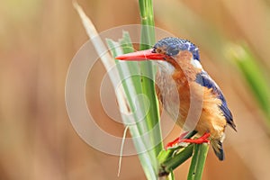 The malachite kingfisher Corythornis cristatus sitting on the reed. Kingfisher with orange  background