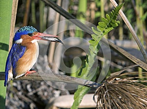 Malachite Kingfisher with Fish