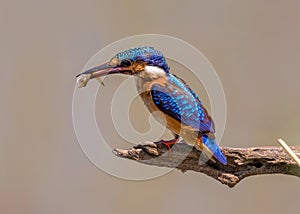 Malachite Kingfisher with fish Corythornis cristatus photo