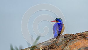 Malachite kingfisher in Kruger National park, South Africa