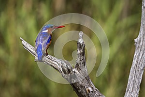 Malachite kingfisher in Kruger National park, South Africa