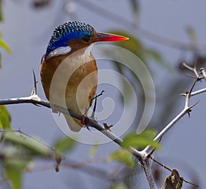 Malachite Kingfisher - Lake Panic KNP