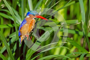 Malachite Kingfisher Perched Amongst Reeds photo