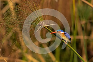 Malachite Kingfisher