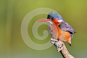 Malachite Kingfisher sitting on a perch