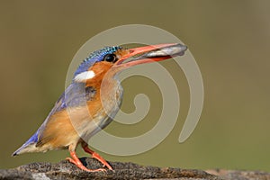 Malachite Kingfisher sitting on a perch with a fish