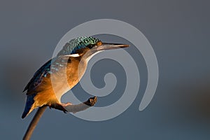 Malachite Kingfisher on twig