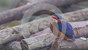 Malachite Kingfisher on Woods