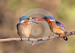 Malachite Kingfishers feeding a fish