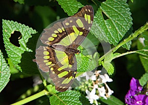 Malachite Neotropical butterfly on green leaves