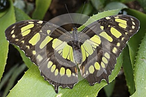 Malachite Siproeta stelenes