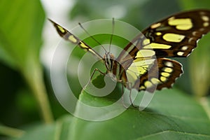 The Malachite - Siproeta stelenes