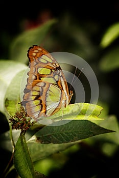 Malachite Siproeta Stelenes from America, in Bucharest