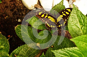 Malachite Siproeta Stelenes or Brush footed butterfly