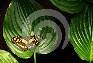Malachite Siproeta Stelenes or Brush footed butterfly