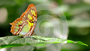 Malachite (Siproeta stelenes) butterfly