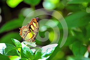 Malachite (Siproeta stelenes) butterfly