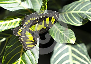 Malachite Siproeta stelenes butterfly perched on leaf