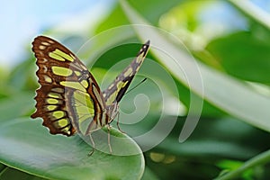 Malachite, siproeta stelenes, butterfly perched on leaf