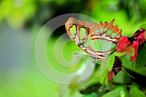 Malachite (Siproeta stelenes) butterfly, underside