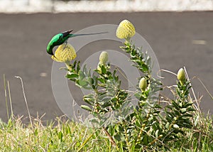 Malachite Sugar Bird sitting on yellow protea