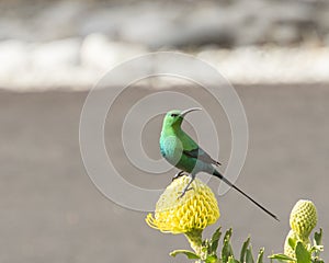 Malachite Sun Bird on yellow pincushion