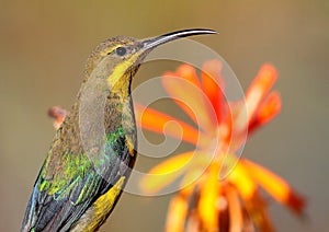 Malachite Sunbird photo