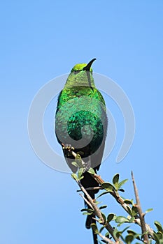 Malachite Sunbird