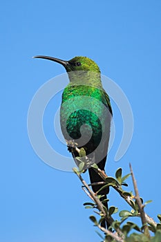 Malachite Sunbird