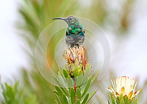 Malachite Sunbird