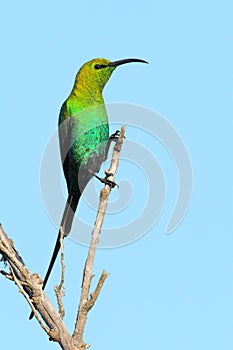 Malachite Sunbird