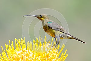 malachite sunbird