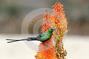 Malachite Sunbird and Bee photo