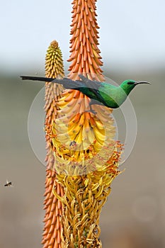 Malachite Sunbird and Bees