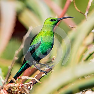 Malachite Sunbird